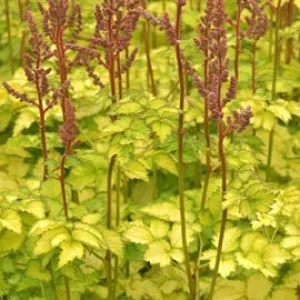 Astilbe 'Beauty of Lisse" 2g