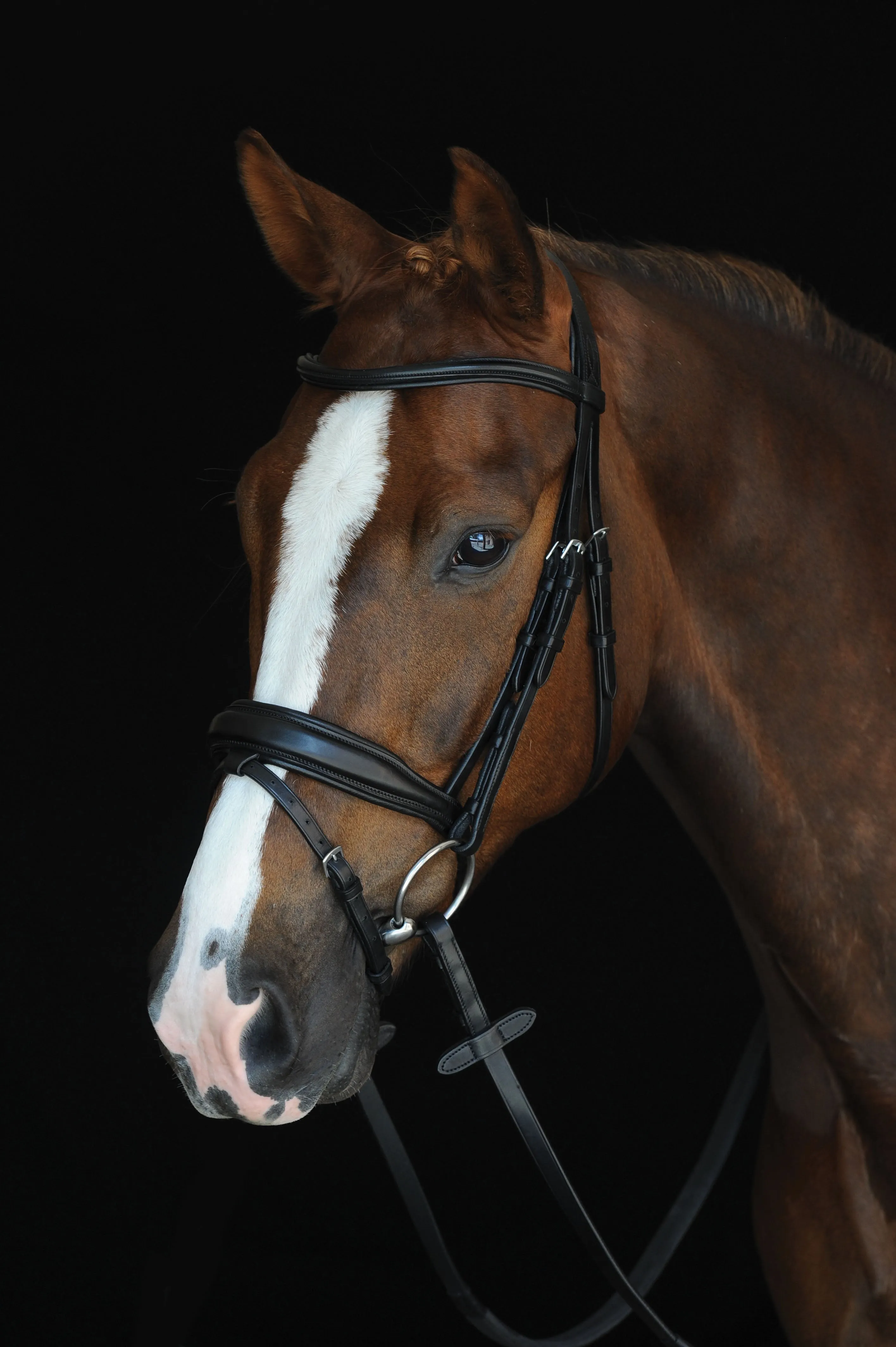 Collegiate Mono Crown Padded Raised Flash Bridle