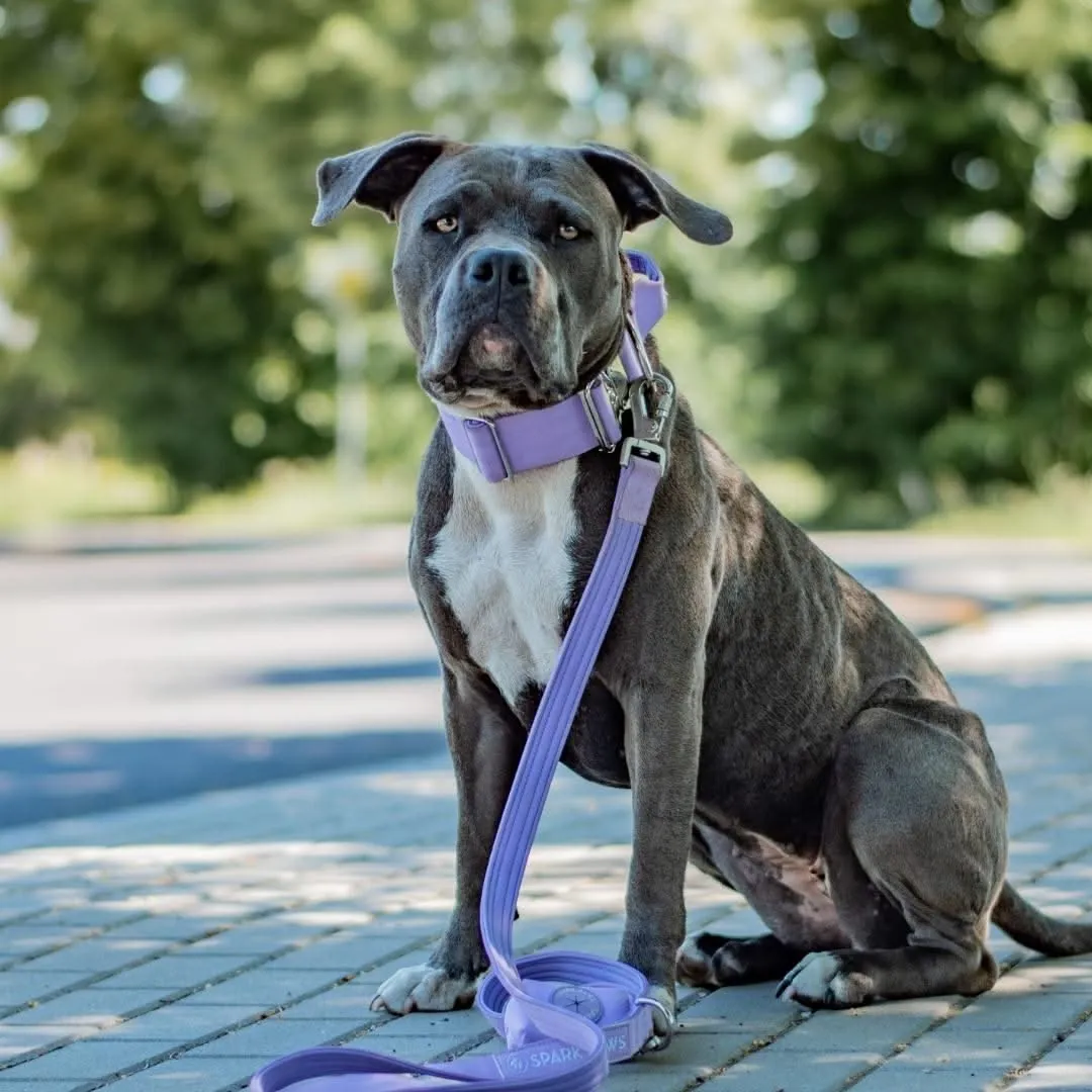 Comfort Control Collar - Lilac